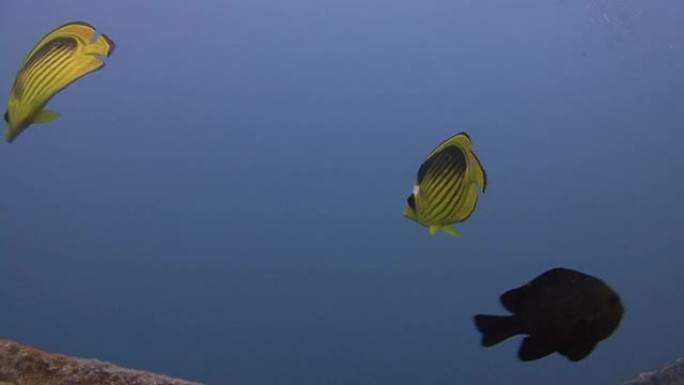 条纹蝴蝶鱼热带鱼群海洋大海野生动物