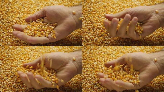 手里拿着玉米粒。