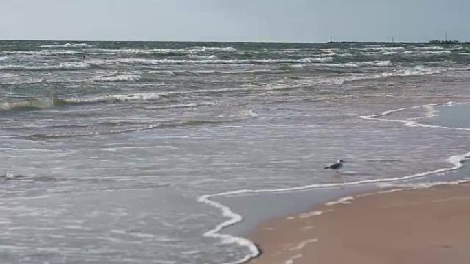 一只可爱的白灰海鸥正走在沙滩上