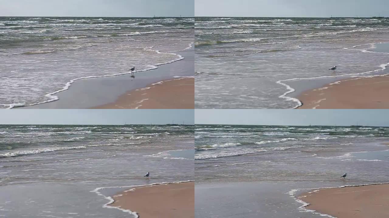 一只可爱的白灰海鸥正走在沙滩上