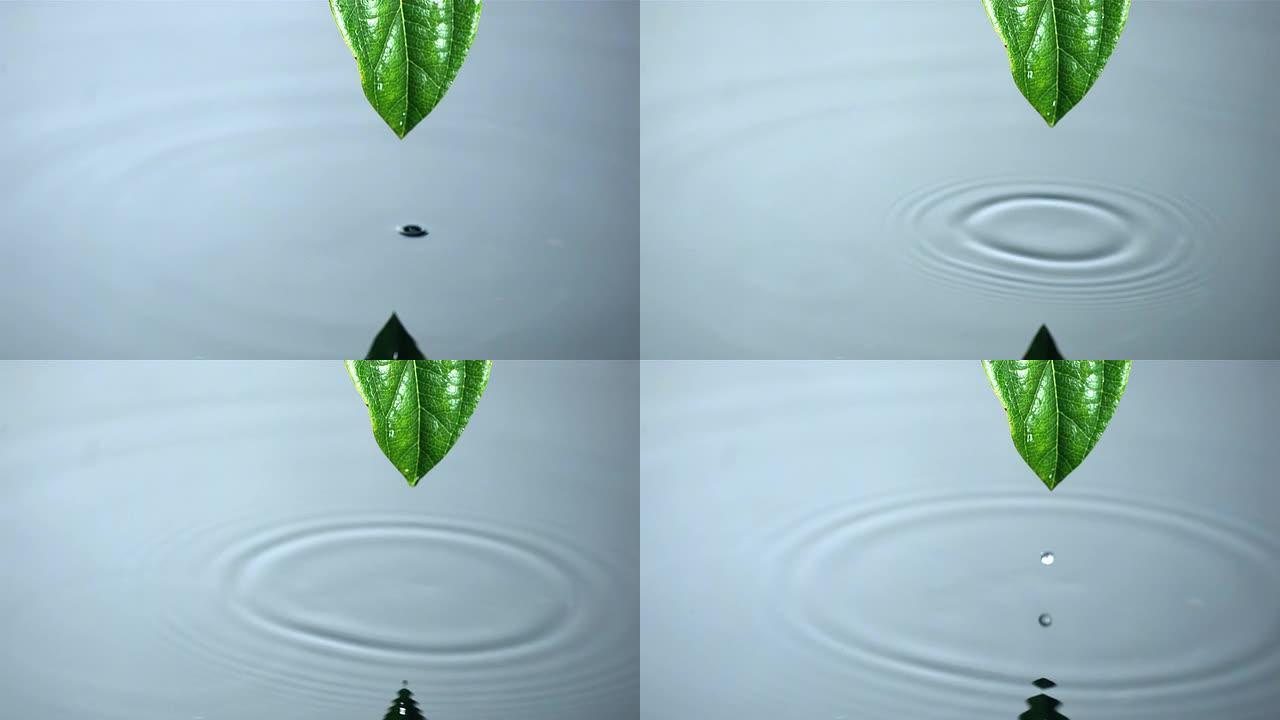 液滴从叶子流进水池