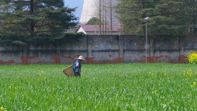农田里的农民 稻谷 种稻谷 除草 施肥