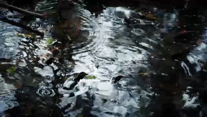 森林特写中的游泳池上的雨滴