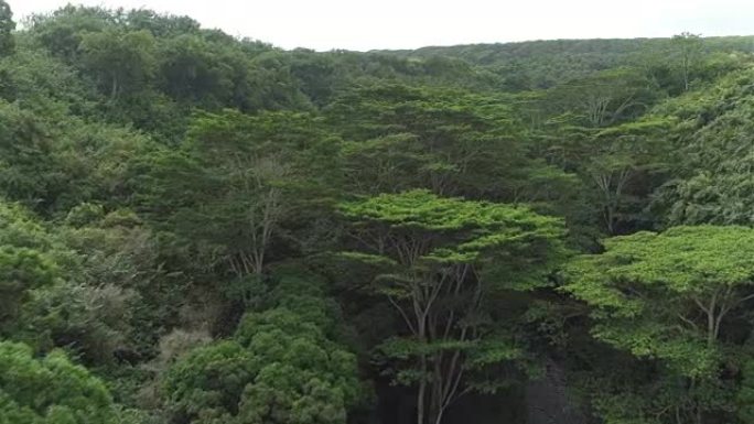 空中: 茂密的相思树生长在广阔雨林深处的丛林河岸上