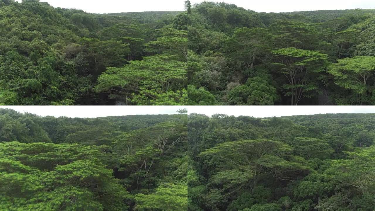 空中: 茂密的相思树生长在广阔雨林深处的丛林河岸上