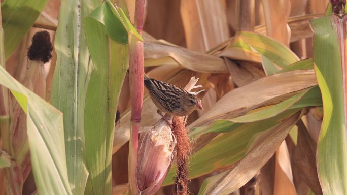 织布鸟偷食农民玉米的特写镜头
