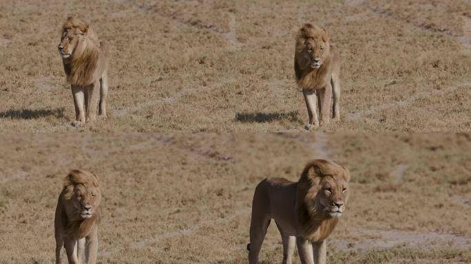 横跨非洲草原的雄狮，博茨瓦纳