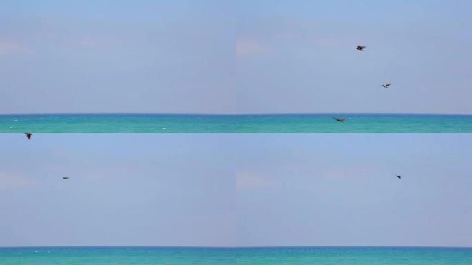 鸟儿在海上的飞翔