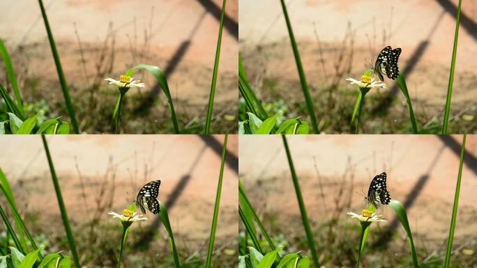 蝴蝶飞了回来，变成了一朵花。全高清视频