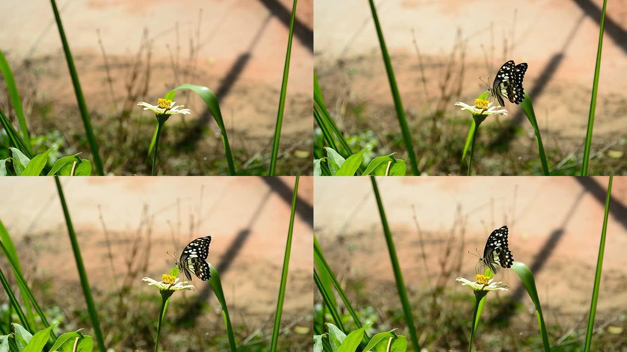 蝴蝶飞了回来，变成了一朵花。全高清视频