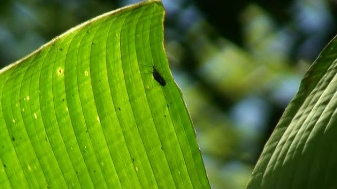 绿叶甲虫