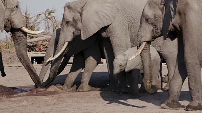 博茨瓦纳Khwai私人保护区鬣狗潘地下摄影前的一小群大象饮用水
