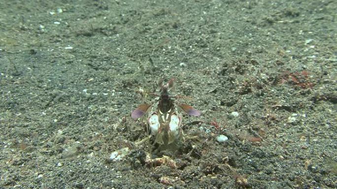 螳螂虾涨退潮沙滩爬虾海岸沙滩