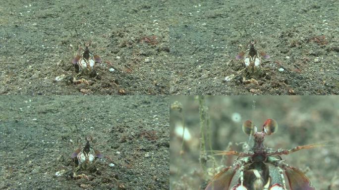 螳螂虾涨退潮沙滩爬虾海岸沙滩