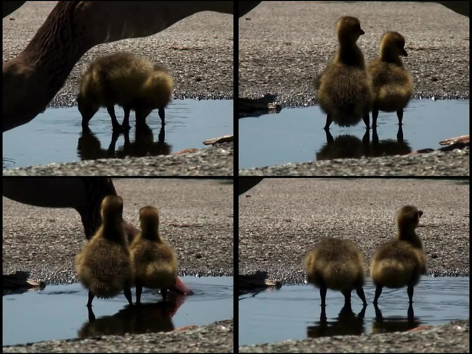 教宝宝喝水教宝宝喝水天鹅