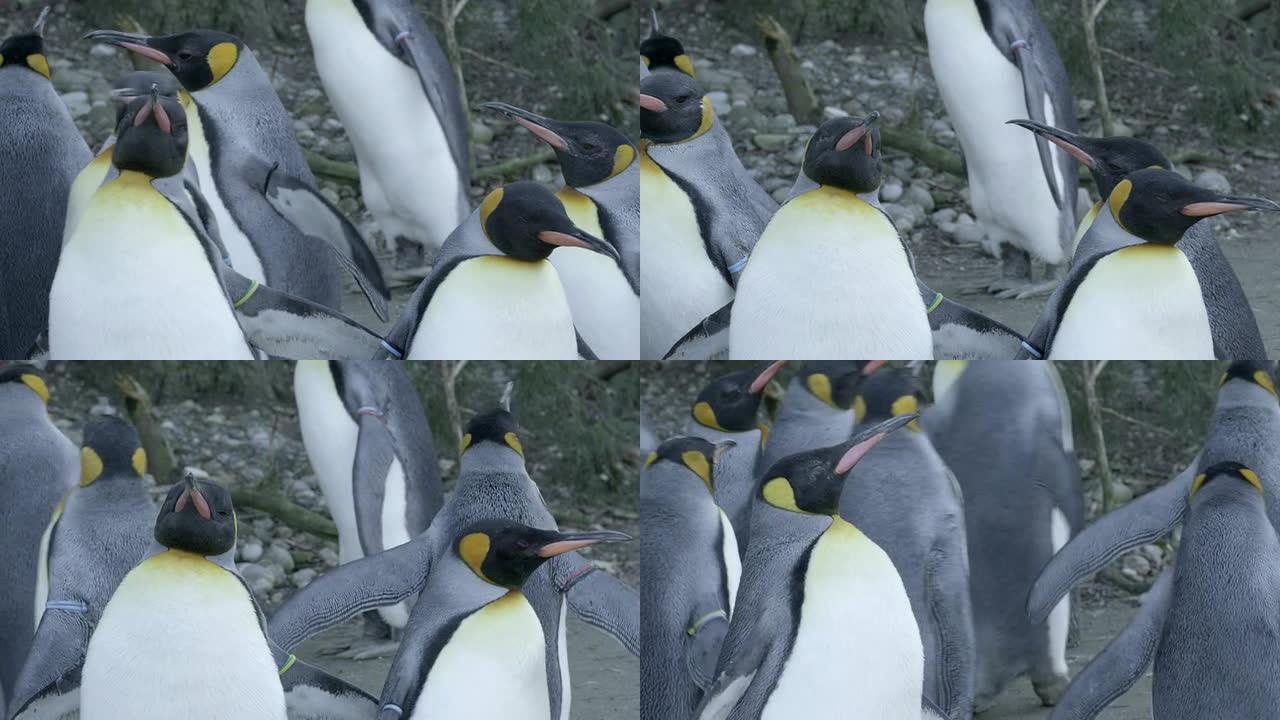 企鹅一群企鹅企鹅走路