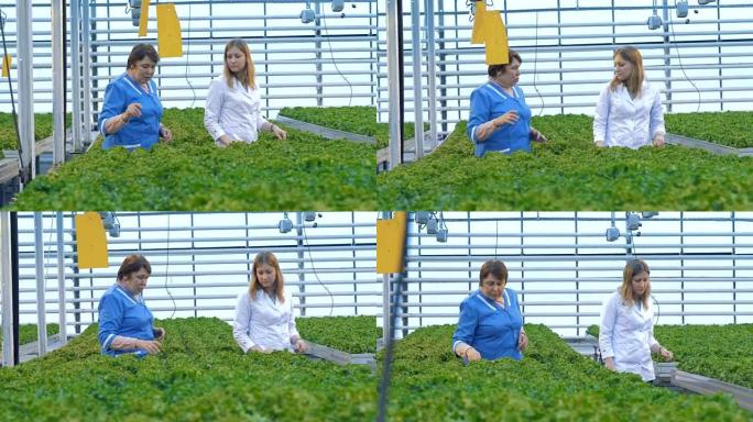 女工翻看莴苣植物。