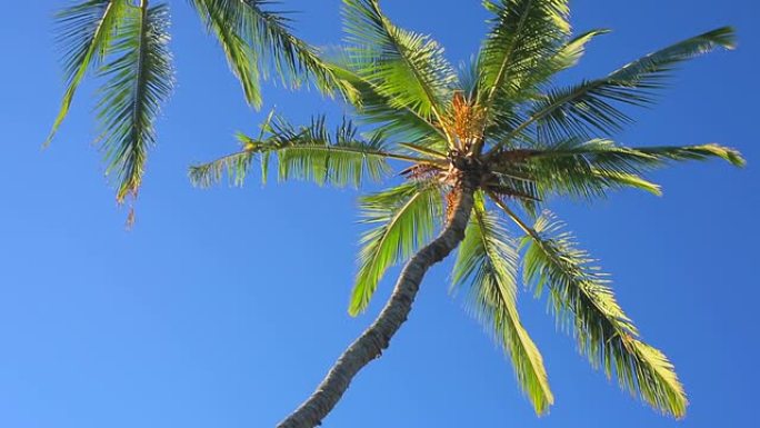 天堂美丽阳光明媚的背景上的棕榈树。