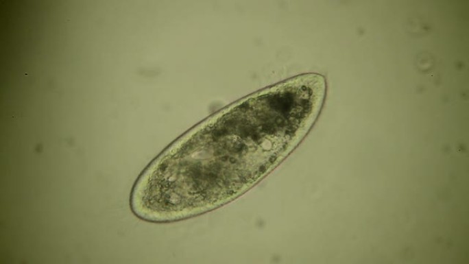 充气室生物细胞特写