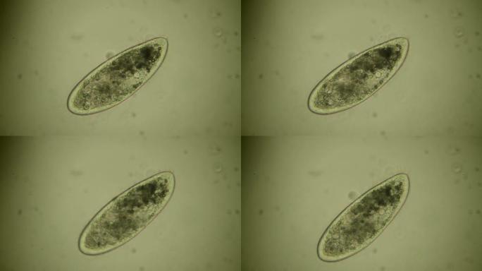 充气室生物细胞特写