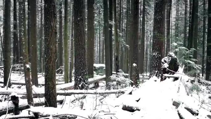 美丽的冬天森林在下雪