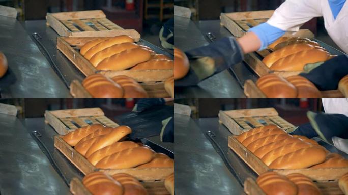 烤制的金黄烤面包从传送带上放到托盘上。