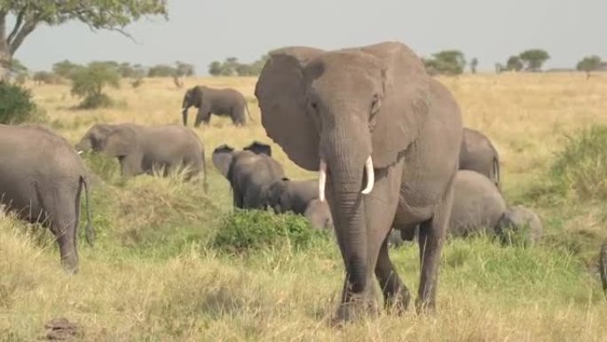 近距离观察:美丽的母象群行走在大草原