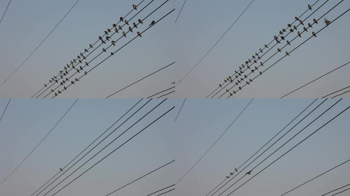 鸟和电线。