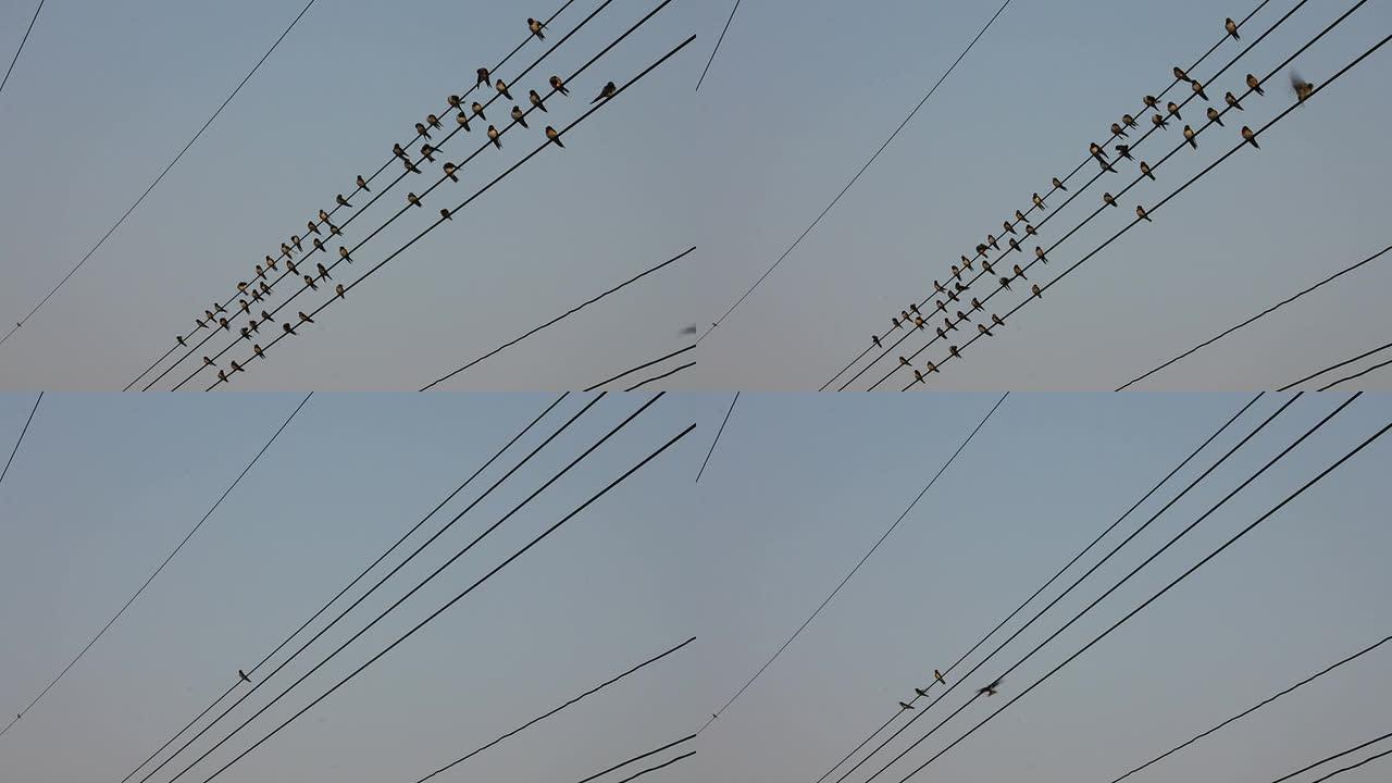 鸟和电线。
