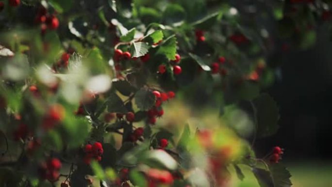 夏日树枝上的山楂浆果。灌木上山楂红色浆果的特写视图
