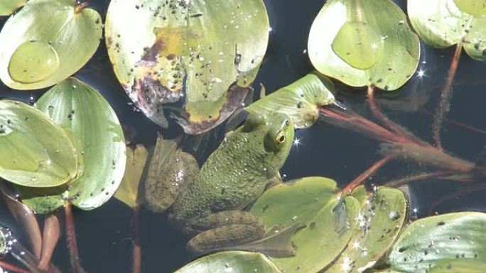 沼泽中的绿蛙1-高清30F