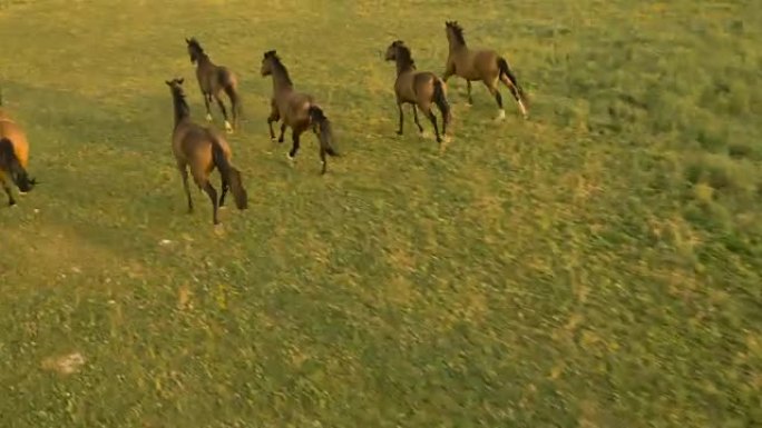 空中: 阳光明媚的清晨，棕色的马在绿草地上慢跑