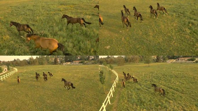 空中: 阳光明媚的清晨，棕色的马在绿草地上慢跑