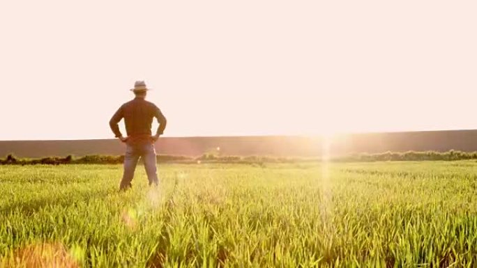 男农民站在阳光明媚，田园诗般的农村绿色麦田里，慢动作