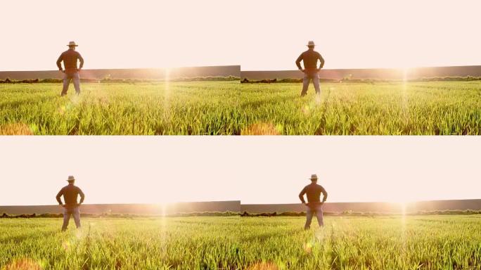 男农民站在阳光明媚，田园诗般的农村绿色麦田里，慢动作