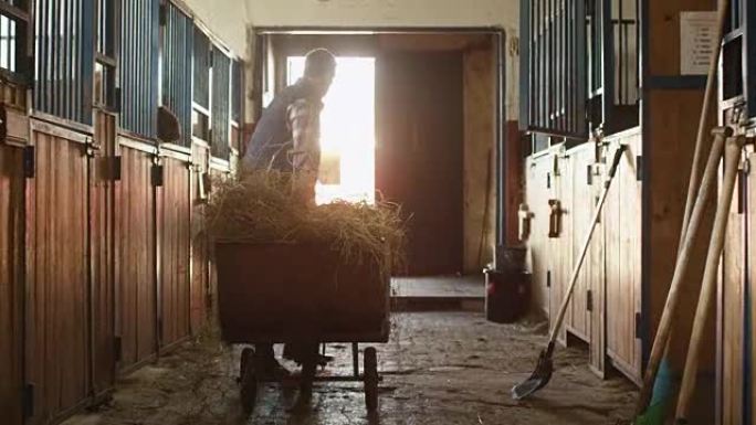 男子将干草叉放回装有干草的手推车中，然后离开马stable。