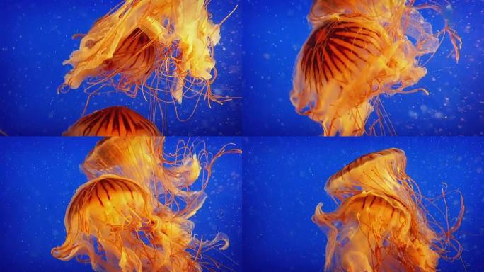 美丽多彩的水母四处游动