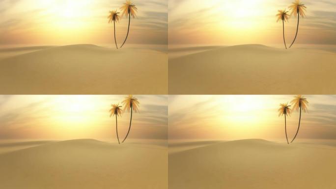 沙漠中的棕榈树。沙滩