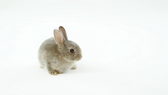 白色背景上的复活节兔子