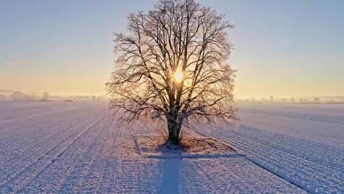 WS太阳照耀在斯洛文尼亚Prekmurje日出时在白雪覆盖的乡村田野中宁静的田园诗般的单棵树后面