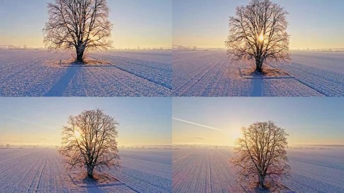 WS太阳照耀在斯洛文尼亚Prekmurje日出时在白雪覆盖的乡村田野中宁静的田园诗般的单棵树后面