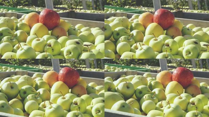 DS在果园里新鲜收获的苹果