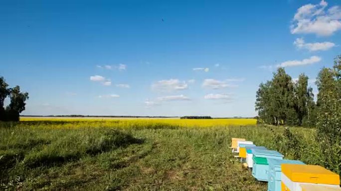 黄花田上的蜂群和飞蜂的延时