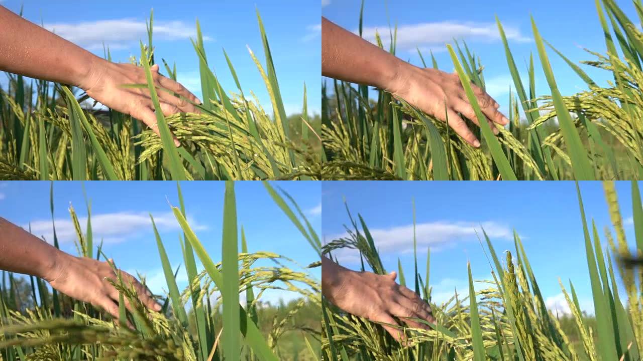 特写: 人类的手穿过稻田上美丽的水稻植物