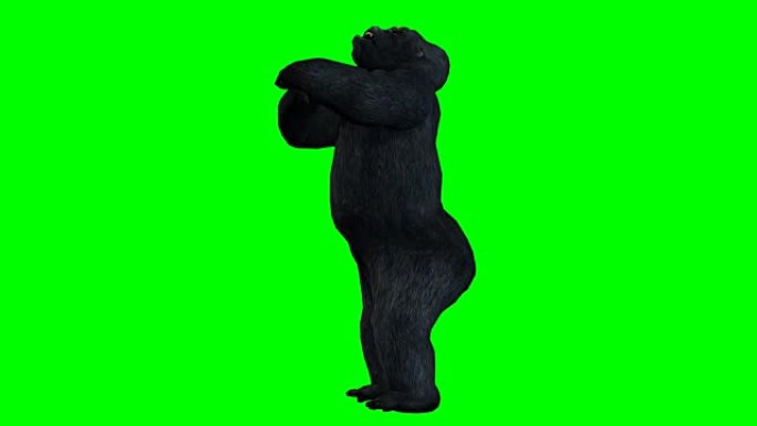 大猩猩愤怒的绿色屏幕 (可循环)