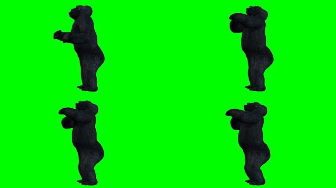 大猩猩愤怒的绿色屏幕 (可循环)
