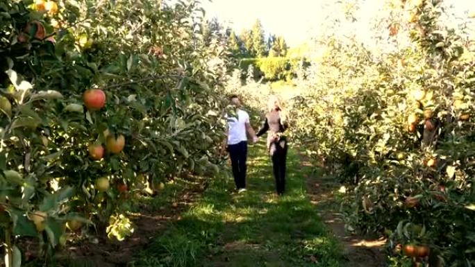 夫妇走过苹果园