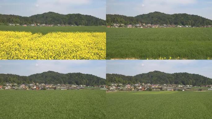 空中: 农田上郁郁葱葱的黄色开花油菜和绿色小麦草田