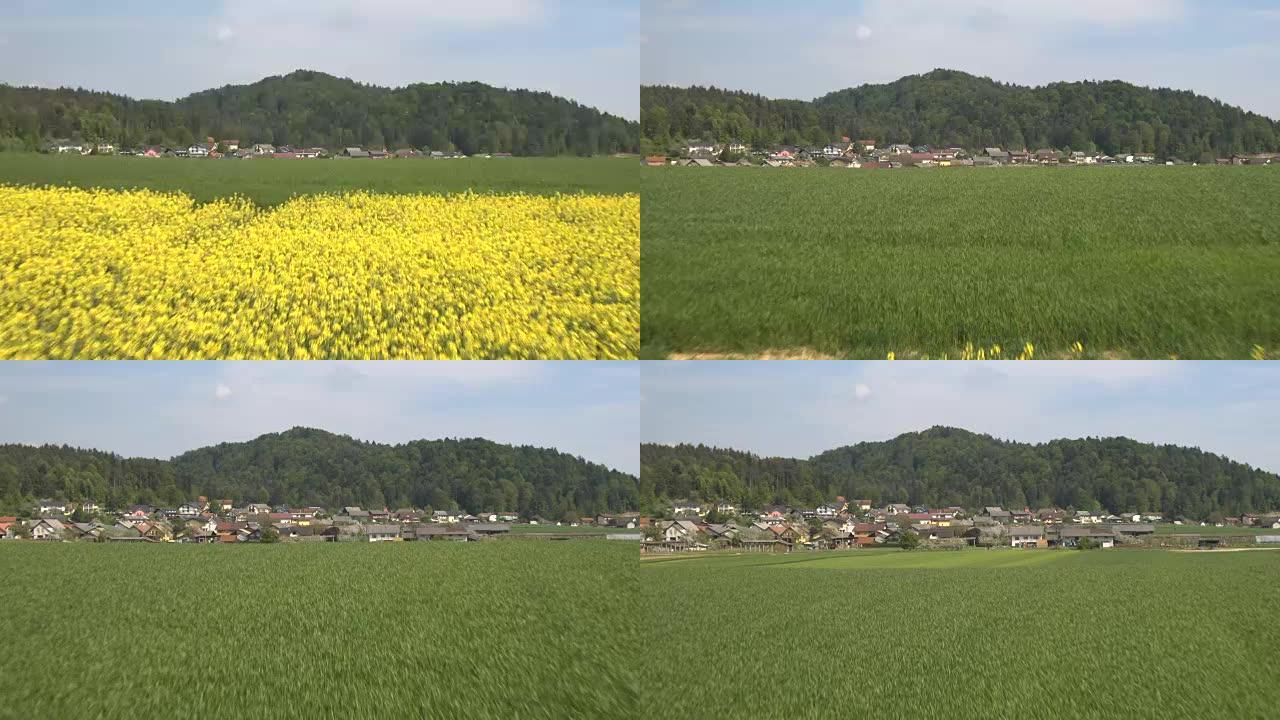 空中: 农田上郁郁葱葱的黄色开花油菜和绿色小麦草田
