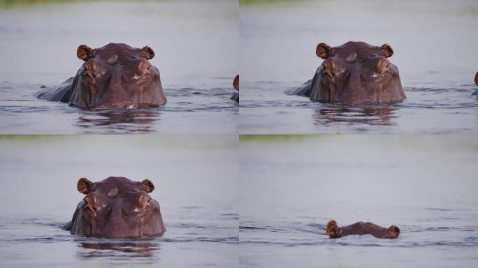 一只河马游泳的特写镜头，然后在博茨瓦纳奥卡万戈三角洲的一条河中躲在水下